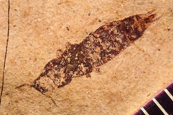 Media type: image;   Entomology PALE-1550